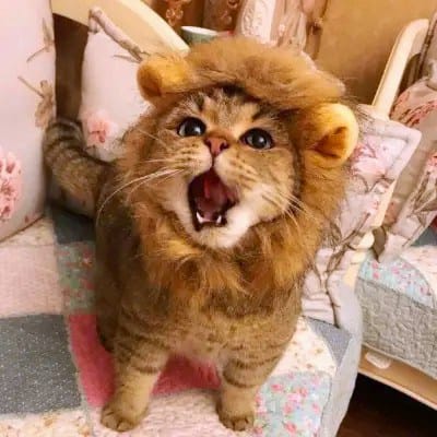 سمیرا قریشی avatar